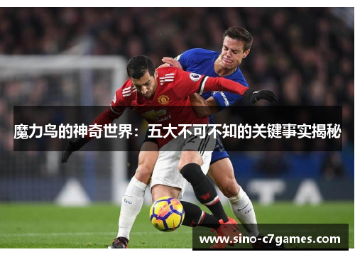 魔力鸟的神奇世界：五大不可不知的关键事实揭秘